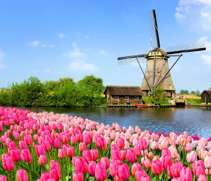 Molen met tulpenveld